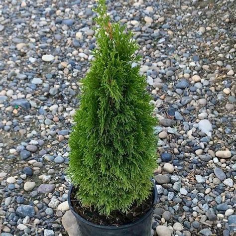 petite emerald arborvitae|emerald petite arborvitae lowe's.